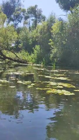 The video shows a natural body of water, likely a river or lake, with lush green trees and foliage lining its banks. The water's surface is partially covered with green algae and lily pads. A large tree branch extends out over the water from the left side of the frame. The sky is clear and blue. The scene appears to be a serene natural environment.