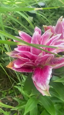 A close-up video shows a cluster of pink and white lilies with green leaves and stems in a garden setting. The flowers have multiple petals and some have dew drops on them. The background is out of focus with hints of greenery and possibly some garden lights. The video is shot from a slightly high angle looking down on the flowers.
