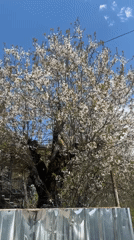 Spring blooms and pet sighting captured in Vardgineti, Georgia