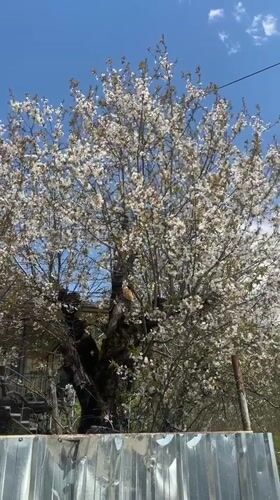 Spring blooms and pet sighting captured in Vardgineti, Georgia