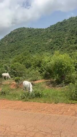 The video pans from left to right across a rural landscape. In the foreground, a dirt road is visible. Beyond the road is a grassy area with several white cows grazing. In the background, a large, densely forested green mountain rises under a cloudy sky. The lighting suggests it is daytime.
