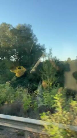 The video appears to be shot from inside a vehicle, possibly a car or a van, looking out the passenger side window and through the windshield. The first clip shows a view of green trees and foliage with a bright sky above, suggesting daytime and possibly rural or suburban surroundings. A white railing or barrier is visible running parallel to the vehicle. The second clip offers a view through the windshield, showing a road ahead with the sun shining intensely, creating a glare and making it difficult to see details clearly. There are a few other vehicles visible on the road in the distance. The third clip shows a close-up of a bright yellow cone with red and white stripes, mounted on a pole, visible through the passenger window. The cone appears to be a traffic marker or safety cone. The final clip shows a blurred view of trees and foliage passing by the passenger window, indicating the vehicle is in motion. The overall impression is of traveling through a scenic area on a sunny day.