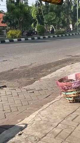 The video shows a roadside scene. In the foreground, a woven basket filled with items and covered with pink netting sits on a brick sidewalk. To the left, the rear portion of a black and red scooter is parked, casting a shadow. Across the street, a two-lane road with a white and black striped curb runs horizontally. Various trees and bushes line the far side of the road. Several motorcycles are visible on the road, some carrying passengers or cargo. One motorcycle in the middle distance has two people riding it. Another motorcycle further down the road appears to have a long cylindrical object strapped to its back. The sun is shining, creating shadows.