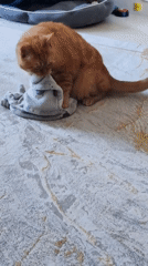 Cats, rugs, and a deflated star balloon in Dubai
