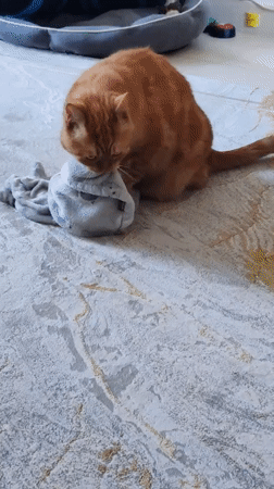 Cats, rugs, and a deflated star balloon in Dubai