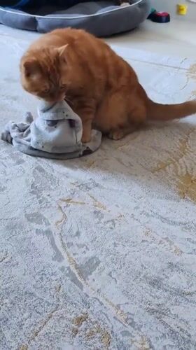 Cats, rugs, and a deflated star balloon in Dubai