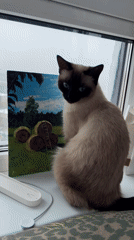 Siamese cat spotted on Moscow windowsill