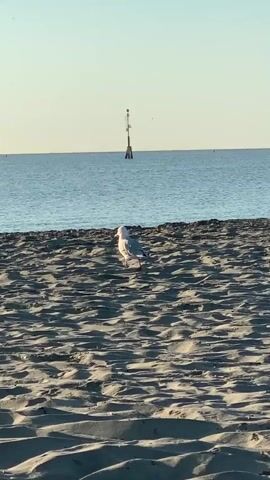 The video shows a seagull on a sandy beach. The sea is calm and blue in the background, with a clear sky above. There are several poles sticking out of the water in the distance. The seagull is walking on the sand, which is rippled from the wind. The sun appears to be low in the sky, casting long shadows.