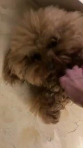 A person pets a brown poodle lying on a floor of large, light-colored tiles. The poodle is lying on its stomach and appears calm. The person’s hand is visible, stroking the dog’s fur. The lighting is bright.