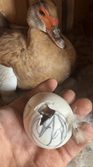 Ducklings hatching and brooding on a Ukrainian farm
