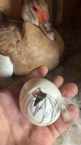 A hand holds a cracked duck egg. Inside the egg, a duckling is visible. In the background, a duck is sitting on a nest. The egg has drawings on it.