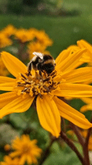 Bumblebee collecting pollen from a yellow flower, up close.