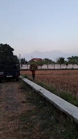 A person wearing a red shirt and dark pants walks from right to left across a harvested field, carrying a large bundle of dried grass or straw on their head. To the left of the field is a dirt road with a dark-colored pickup truck parked on it. A concrete barrier runs along the edge of the field, separating it from the road and the grass. In the background, a white fence encloses more of the field, and behind the fence are trees and buildings, with mountains visible in the far distance against a clear sky. The sun appears to be low in the sky, casting a soft light on the scene.