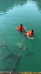 Tourists feed fish, swim at floating resort in Thailand