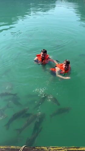 Tourists feed fish, swim at floating resort in Thailand
