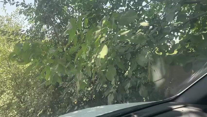 The video shows leaves and branches of a tree. The camera appears to be moving slightly, possibly from inside a vehicle, as indicated by a sliver of white at the bottom right of the frame, which could be the dashboard or hood of a car. The leaves are green and lush, suggesting it is daytime and possibly a warm season. The lighting is natural, with sunlight filtering through the foliage, creating dappled shadows. The focus is primarily on the leaves and branches, with no people or other distinct objects clearly visible. The overall impression is a close-up view of nature, possibly as seen from a moving perspective.