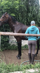 Afternoon horse care and riding session in Kharkiv