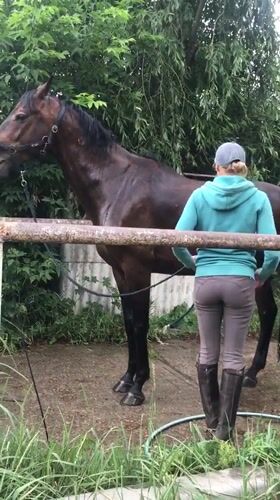 Afternoon horse care and riding session in Kharkiv