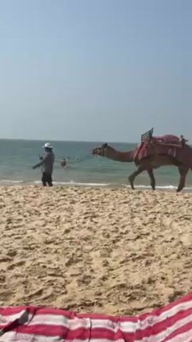 The scene shows a sunny beach with a camel being led along the shoreline. The camel is wearing a saddle covered with a red blanket.  A person wearing a hat and checkered shirt is walking alongside the camel, holding its rope, looking at their phone. In the background, people are swimming in the ocean. The foreground includes part of a red and white striped blanket.
