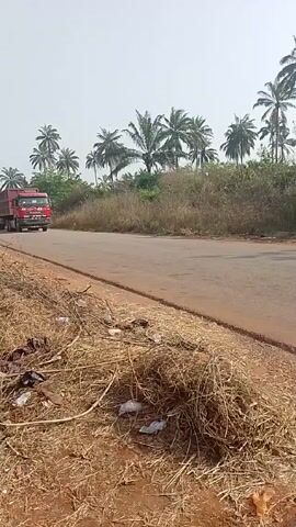 A red dump truck passes on an asphalt road surrounded by dry vegetation. The truck, labeled "HOWO Sinotruk" on the front, has a dark brown cargo bed and several axles. Palm trees are visible in the background against a bright sky. The view is from a low angle, with dry grass and debris in the foreground.