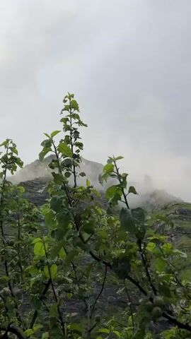 The video shows a misty mountain landscape with green vegetation in the foreground. The camera is focused on the branches of a tree with green leaves and some small fruits. In the background, a mountain peak is partially obscured by fog and clouds. The mountain has terraced slopes covered in green grass. The sky is overcast with gray clouds. The lighting is diffused, suggesting a cloudy or rainy day. There are no people or animals visible in the video. The scene appears to be a natural outdoor environment.