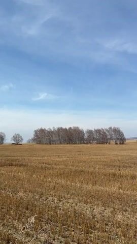 The video shows a flat, harvested field under a blue sky with scattered, wispy clouds. The ground is covered in dry, golden-brown stubble from the cut crops. Clumps of leafless trees are scattered across the landscape, appearing as darker islands against the lighter field. In the far distance, a hint of hills or mountains is visible on the horizon. The camera pans slightly to the right, revealing more of the vast, flat field and the distant trees. The overall scene is one of open space and rural scenery, possibly in early spring or late fall.