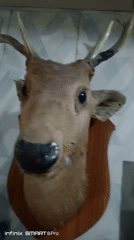 Books, a deer mount, and everyday objects in a Sahiwal interior