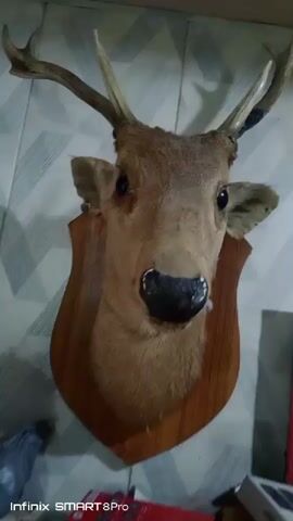 A taxidermied deer head mounted on a wooden plaque is displayed on a wall. The deer has brown fur, large black eyes, and a black nose. Antlers with several points extend from its head. The wall behind the deer head is covered in a patterned wallpaper. To the right of the deer head, a framed picture is visible, and below it, various objects are stacked.