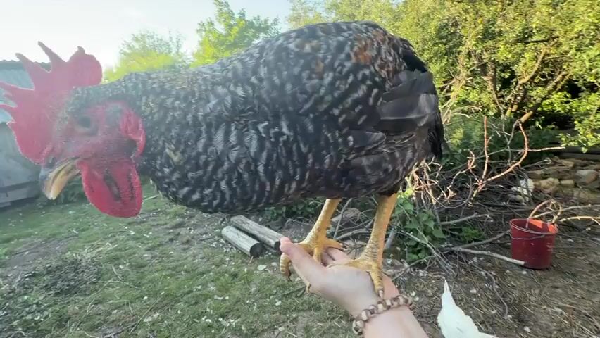 A close-up shot shows a rooster standing on a person's hand, with its head bent down, eating something from the hand. The rooster has black, white, and grey feathers and a bright red comb and wattle. The person's hand is visible at the bottom of the frame, and they are wearing a bracelet. The background is a rural setting with green grass, trees, a wooden shed, and a stone wall. The sun is shining, suggesting it is daytime. The camera is positioned low, giving a perspective from the ground looking up at the rooster.