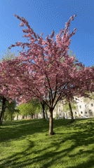 Cherry blossom tree reaches full bloom in Munich park