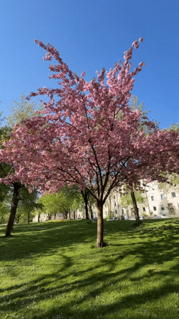 Cherry blossom tree reaches full bloom in Munich park