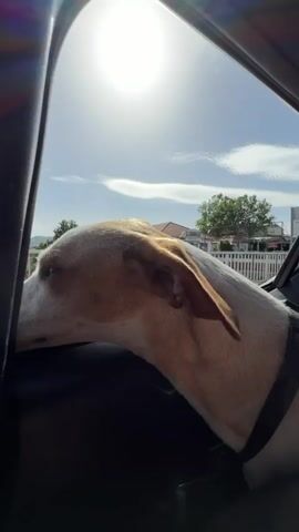 The video shows a dog inside a car looking out of the open window. The dog is mostly white with brown patches around the head and ears, and it is wearing a black harness. The sun is shining brightly outside. A hand with gray painted nails and a wire ring gently touches the dog's nose. The car is moving, and the background shows houses, trees, and mountains under a blue sky with wispy clouds.