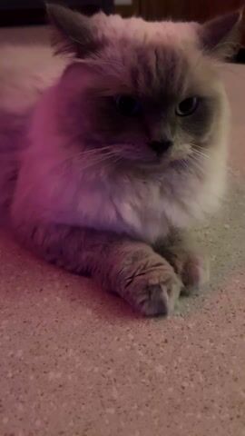 A medium shot shows a cat lying on a speckled floor under pinkish lighting. The cat is light gray with a dark face and has long fur. It is lying with its paws folded. A hand reaches toward the cat, scratches its back, and rolls it onto its side. The cat then bites at the hand.