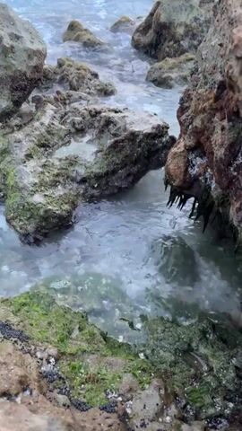 This is a close-up, low-angle shot of a rocky shoreline where the ocean waves are gently washing over the rocks. The water is clear and shallow, revealing small fish swimming amongst the rocks. The rocks are covered in green algae and moss, with some dark, barnacle-like growths visible on the larger rocks. The water is a light blue-grey color, and the waves are breaking with white foam. The overall scene is one of a natural, coastal environment.
