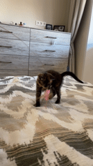 Tortoiseshell kitten plays and explores in Krasnoyarsk home