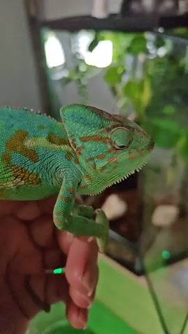 A chameleon with green and brown markings is held in a person's hand. The chameleon is looking to the right and appears to be relaxed. The background is blurred but shows a terrarium with plants and a light fixture.