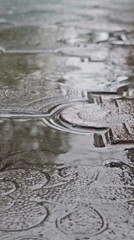 Rainy morning details from a Nova Kakhovka courtyard