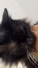 Person pets black and white cat on blankets