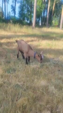 This is a video clip filmed in Sokolovo, Russia, likely during the daytime. The scene is an outdoor field with dry, tall grass. In the background, there's a line of trees, suggesting a rural or wooded area.

The main subject is a light brown goat with black legs and a white marking on its forehead. The goat is wearing a blue collar. It is initially seen grazing with its head down, then it lifts its head and walks towards the camera. The goat appears healthy and curious.

The lighting indicates it's daytime, possibly late afternoon given the shadows, but the weather appears to be clear and sunny. There is no visible text in the video. The overall mood is peaceful and natural, focusing on the goat in its environment.