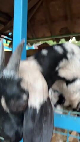 The video shows a close-up of a goat's head and neck from a low angle, looking upwards. The goat has black and white markings on its face, neck, and body, with long, floppy ears. Its eyes are open and looking towards the camera. The goat is behind a blue metal fence, which is partially visible in the foreground. In the background, there is a wooden structure with a thatched roof, and hints of greenery and other structures outside. The goat's head moves slightly, and its ears twitch. A hand is briefly seen in the frame on the left side.