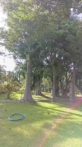 A video pans across a grassy park area with several large trees with bulbous bases. In the foreground, a green garden hose is coiled on the grass. In the background, a person is riding a bicycle.