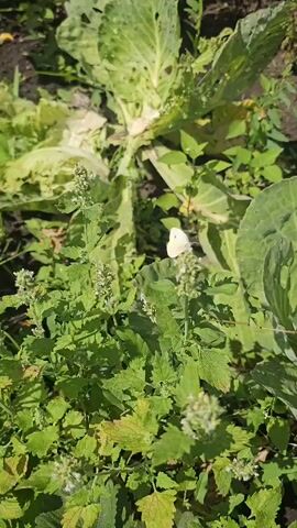 The video shows a close-up, slightly shaky view of a garden setting with green plants. In the foreground, there is a cluster of green leafy plants, possibly catnip, with small white flowers. Behind these, there are two large heads of cabbage, one on the right and one on the left. The cabbage leaves appear slightly damaged, with some holes and discoloration. A white butterfly is visible in the middle right of the frame, perched on one of the cabbage leaves. The ground beneath the plants is dark soil. The lighting suggests it is daytime, likely outdoors in natural sunlight.