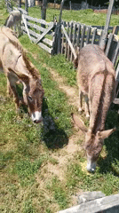 Traditional craft fair in Hobița with donkeys, woodwork, and folk goods