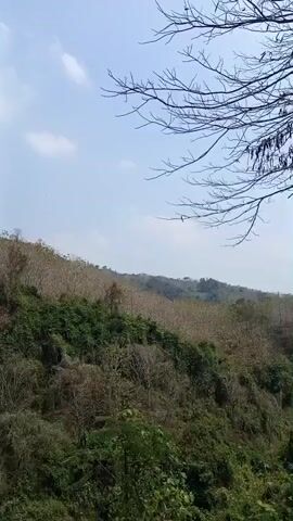 The video shows a slow pan across a wooded hillside under a partly cloudy sky. The trees on the hillside are a mix of lush green vegetation and bare, brown branches. The terrain appears to be uneven and sloped. A white post with black stripes is visible on the far left of the frame at the bottom. The overall impression is of a natural, somewhat wild landscape.
