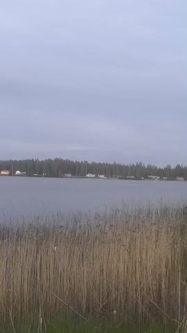 The video presents a static, wide shot of an overcast outdoor scene. In the foreground, a dense patch of tall, dry, tan and brown reeds occupies the lower half of the frame. Beyond the reeds, a calm body of water, likely a lake, stretches across the middle of the shot, appearing a muted blue-grey. On the distant shoreline, a dense line of dark green trees is visible, interspersed with several small, scattered houses or buildings of various light colors, including white, yellow, and orange. The sky above is largely overcast and light grey with some subtle cloud formations.