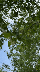 Spring apple blossoms documented in Naberezhnye Chelny, Russia