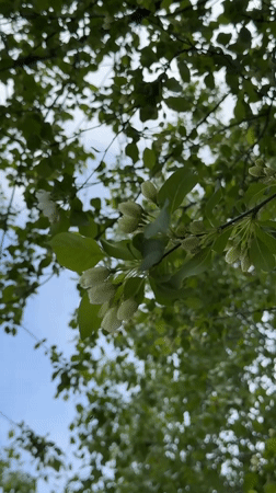 Spring apple blossoms documented in Naberezhnye Chelny, Russia