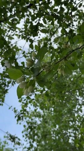 Spring apple blossoms documented in Naberezhnye Chelny, Russia