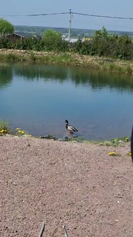 The video shows a male mallard duck standing at the edge of a body of water. The duck is standing in the shallow water near the gravelly shore. The water is calm, reflecting the sky and surrounding trees. On the shore are dandelions. The background includes trees, a building, and a power line. The weather appears sunny.