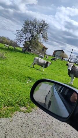 The video shows a herd of gray-white cows grazing in a bright green field on a partly cloudy day. The scene is filmed from inside a car, capturing the view through the car window and side mirror. In the initial frame, two cows stand near the road, looking at the car. As the car moves forward, one of the cows is seen closer, revealing more details of its appearance, including its horns and yellow ear tags. In the background, there is a small dilapidated building partially obscured by a tree. Other cows graze in the field and on a distant hillside.